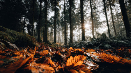 An overhead view showcases a forest interior with tall, slender trees and scattered, fallen leaves. The scene features warm colors and a soft light filtering through the branches. The image could be used for nature illustrations or environmental themes. The composition captures a sense of depth and natural beauty.の素材