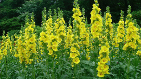 A close-up view captures a field of blooming yellow flowers. The tall stalks are adorned with multiple blossoms. The composition showcases the flowers against a backdrop of green foliage. This image could be used for various editorial and commercial purposes, including articles or advertising materials.の素材