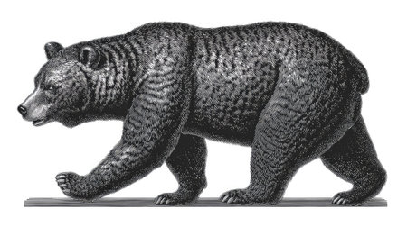 A detailed illustration depicts a grizzly bear in profile, walking across a white surface. The monochrome artwork showcases textured fur and musculature. This image is suitable for various commercial applications including educational resources or design projects, offering a clean and versatile graphic element.の素材