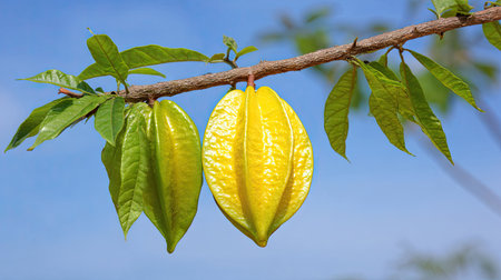Two star fruits hang from a tree branch, one green, the other yellow. The image showcases the textured skin of the fruit against a bright blue sky. The fruits are in their natural environment, with green leaves providing contrast. This image could be used for educational materials or commercial purposes.の素材