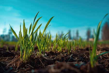 Young wheat seedlings growing in a field on a sunny spring dayの素材