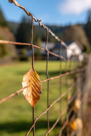 A close-up captures a golden-hued leaf caught on a rusted wire fence. The image showcases the leaf's intricate veins and textures against the blurred backdrop of a green field and distant structures, illuminated by sunlight. This scene may be suitable for illustrating concepts such as nature, change, and outdoor environments, and for various commercial applications.の素材
