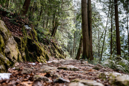A stone path winds through a dense forest, with tall trees and dappled sunlight illuminating the scene. The image displays a natural outdoor setting with a textured ground and a variety of green hues. This photograph could be utilized for various commercial purposes, particularly those related to nature or travel.の素材