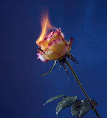 A close-up photograph showcases a rose engulfed in flames against a deep blue backdrop. The image highlights the contrast of colors, with the fiery orange and yellow flames against the soft petals. The composition suggests themes of transformation and passion, suitable for editorial and commercial applications.の素材