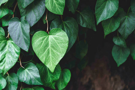This image presents a close-up of lush green ivy leaves, showing intricate vein patterns and textures. The composition focuses on the leaves' shapes and forms, enhanced by natural lighting. It could be used in various commercial or editorial contexts, offering a fresh, natural aesthetic and visual appeal.の素材