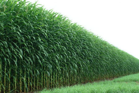 A close-up view presents a vast field of lush green crops, characterized by tall, slender plants. The texture is dense with a vibrant color, complemented by a soft, diffused lighting. The image suggests an outdoor agricultural setting with potential uses in illustrating farming practices or illustrating natural environments.の素材