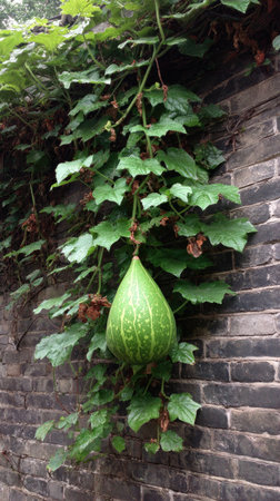 A green gourd hangs from a vine, set against a backdrop of a weathered brick wall. Lush green leaves cascade around the gourd, with a natural, organic composition. The lighting suggests an outdoor setting, potentially for use in educational, or decorative visual projects.の素材
