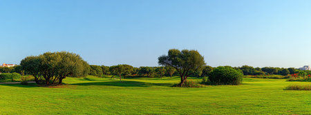 An open field of green grass is dotted with trees under a bright blue sky. The scene is illuminated by sunlight. The natural environment suggests a peaceful setting. This imagery can be used for various commercial purposes, including marketing and design projects.の素材