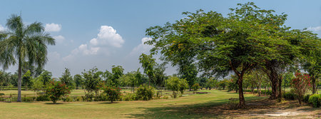 A landscape featuring green trees and grass under a bright blue sky. The composition shows lush vegetation with variations in green hues. The open space and sunlight suggest a day time environment. Suitable for a range of uses, including nature and environment related projects.の素材