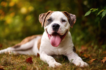 An American Bulldog lies relaxed on a bed of dry grass and fallen leaves. Its white and brown coat contrasts with the blurred green and yellow background. Soft sunlight illuminates the scene, suggesting a natural outdoor setting. This image could be used in various commercial or editorial contexts.の素材