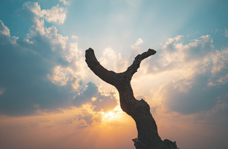 A silhouetted tree branch is set against a backdrop of a colorful sky filled with clouds. The image displays a gradient of colors, suggesting a sunrise or sunset. This image could be used for various purposes, including editorial content, or design projects. The lighting is soft.の素材