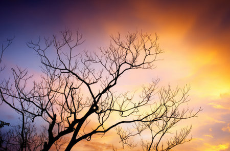A stark silhouette of a leafless tree stands against a dramatic sky. The image displays a gradient of colors from deep purple to vibrant orange. The composition highlights the intricate branches and textured sky. This image could be used for various projects, including editorial or artistic endeavors.の素材