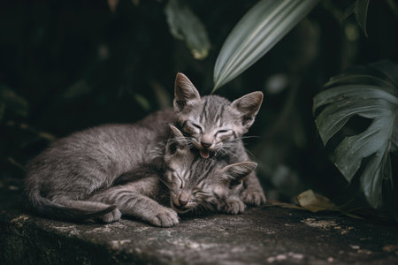 Two gray kittens are nestled together, sleeping peacefully on a weathered surface. The image features soft, diffused lighting and a dark, blurred background of leaves, suggesting an outdoor setting. The composition emphasizes the cats' closeness. Suitable for use in various editorial or commercial projects.の素材