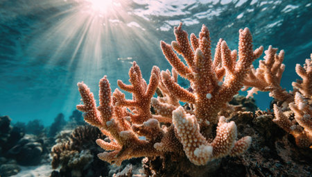 An underwater scene features vibrant coral formations basking in sunlight. The image showcases various textures and colors with a natural composition. The bright beams of light illuminate the aquatic environment. This image is suitable for various commercial uses, including educational materials and environmental projects.の素材