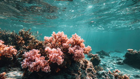 An underwater scene depicts a coral reef with vibrant pink and blue hues. The composition showcases detailed coral formations and the water above. The image utilizes natural lighting and highlights the textures of the reef. Suitable for use in nature, marine biology, or environmental awareness projects.の素材