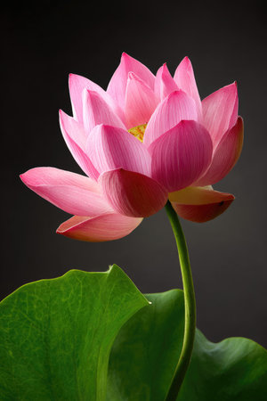 A close-up shot showcases a blooming pink lotus flower with layered petals. The image highlights the flower's texture and color, set against a dark backdrop. A green leaf is also included at the bottom. The composition is suitable for editorial and commercial applications.の素材