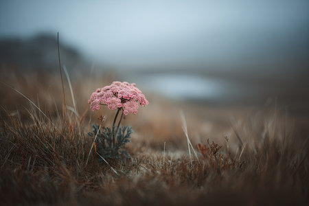 A close-up shot features a delicate pink wildflower in a field of dry grass. The flower stands out against a blurred background, possibly suggesting a landscape setting under a diffused light. The image's soft focus and color palette make it suitable for various creative or editorial projects.の素材