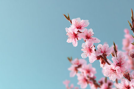 Close-up of delicate pink flowers on a branch set against a clear, pale blue backdrop. The image features soft focus and shallow depth of field, with a focus on the blossoms. This image could be used for various commercial projects related to nature, spring, or beauty.の素材