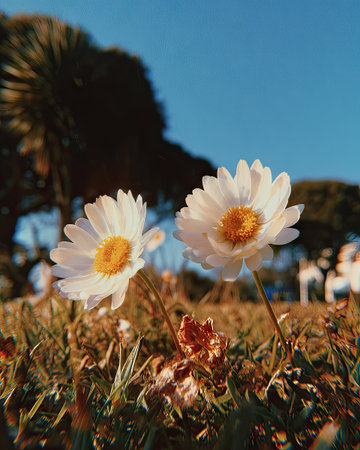 Two daisies with white petals and yellow centers are in focus, surrounded by green grass and other foliage. The photograph displays a bright, sunny day with clear blue sky in the background. It is shot from a low angle, emphasizing the flowers. This image could be used for various commercial or editorial purposes.の素材