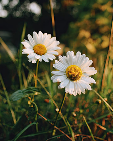 Two daisy flowers with white petals and yellow centers are captured in a close-up shot. The composition features a natural outdoor setting, with green foliage and tall grasses. The image displays natural lighting and could be used for various commercial or editorial applications.の素材