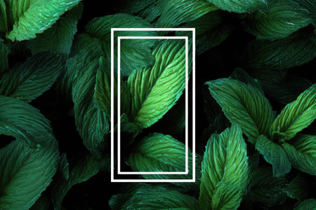 This image presents lush green leaves with a crisp white rectangular frame, creating a visual contrast. The leaves display diverse shades of green, with textures emphasized by natural lighting. The composition suggests an outdoor environment. Suitable for various design projects, it could be used for backgrounds or creative advertising purposes.の素材