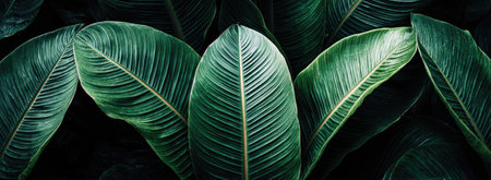 This image showcases a close-up view of lush, green tropical leaves. The composition emphasizes the intricate textures and vein patterns on each leaf, set against a dark background. This could be useful for projects related to nature, botanical studies, or providing visual elements to various design projects.の素材
