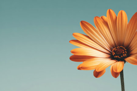 A close-up view presents an orange flower with layered petals. The petals exhibit a gradient of color, ranging from deep orange to lighter hues. The flower contrasts against a smooth teal background. The composition offers versatility for various applications, including design, decoration, and editorial use.の素材