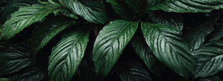 This image showcases a close-up view of lush, green leaves. The leaves display intricate textures and patterns, with variations in shade and tone. The composition emphasizes the natural details, with subtle lighting creating shadows. Suitable for use in various commercial applications, including editorial and design projects.の素材