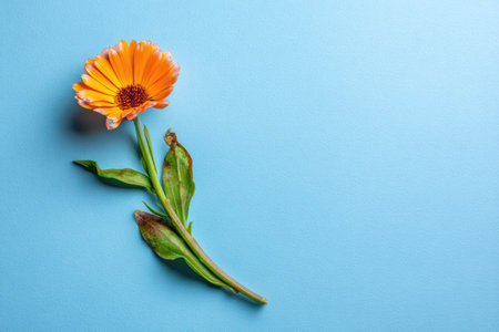 A single orange flower with a yellow center is presented against a bright blue backdrop. The image showcases the flower's green stem and leaves. The composition uses overhead lighting, creating shadows. This image could be used for various commercial projects related to nature or design.の素材