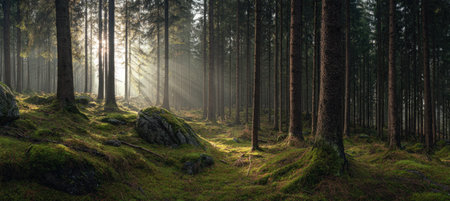 Sunbeams in the morning in the forest. Panorama.の素材