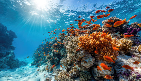 Coral reef and fish in the Red Sea. Egypt, Africaの素材