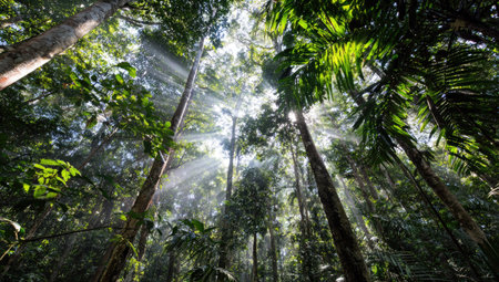 Tropical rainforest with sunbeams shining through the treesの素材