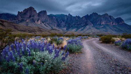 Dirt road with blue lupins and mountains in the backgroundの素材