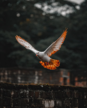 Pigeon flying in the air with its wings outspread.の素材