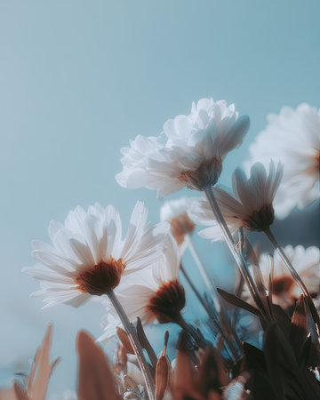 This image showcases delicate white daisy flowers reaching towards the sky. The composition emphasizes the flowers' details and textures, set against a soft, light blue background. The soft lighting and shallow depth of field create a peaceful atmosphere. Ideal for various commercial uses, including website backgrounds and print media.の素材