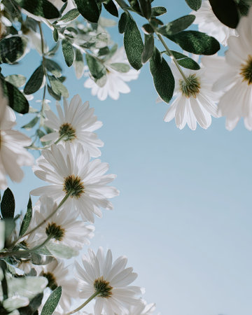This image showcases a close-up of white daisy-like flowers with yellow centers, framed by green leaves. The composition is set against a soft, light blue background, suggesting a clear sky. The photo employs natural lighting and shallow depth of field. This aesthetic is suitable for various commercial and editorial applications, particularly those seeking a fresh, minimalist design.の素材
