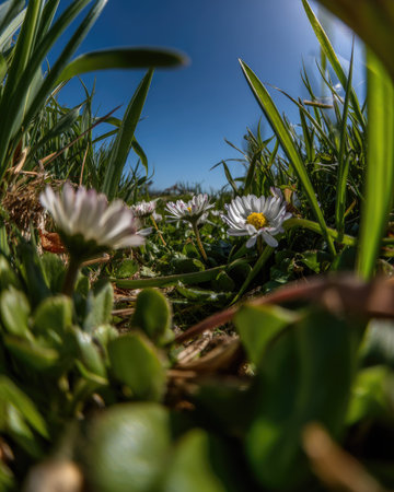 This image showcases daisies blooming amidst vibrant green grass, captured with a low-angle perspective. The scene is illuminated by natural sunlight, highlighting the white petals and yellow centers of the flowers. The composition creates a sense of depth against a clear blue sky, suitable for various editorial and commercial applications.の素材