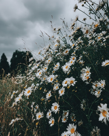 A field of daisies in full bloom is depicted, set against a backdrop of a cloudy sky. The photograph displays a moody aesthetic with a natural color palette featuring greens and whites. The composition may be suitable for botanical illustrations, educational resources, or to evoke feelings of tranquility.の素材