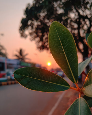 The image features vibrant green leaves in the foreground with a soft focus. A warm-toned sunset provides a hazy backdrop, with the sun's bright orb visible. The composition evokes a sense of natural beauty, suitable for diverse commercial applications or editorial use. The overall lighting suggests outdoor conditions.の素材
