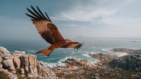 A brown bird of prey is captured in mid-flight, wings outstretched, against a backdrop of a vast ocean and rocky coastline. The scene displays cool tones with visible sunlight, potentially during the day. This image may be suitable for various commercial or editorial applications.の素材