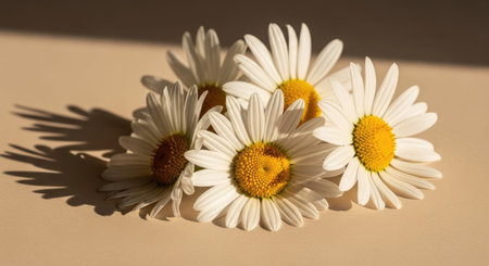 White daisies on a beige background. Shallow depth of field.の素材