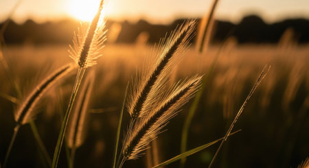 Sunset on the meadow with spikelets of grass close-upの素材