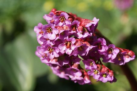 spring flowerの写真素材