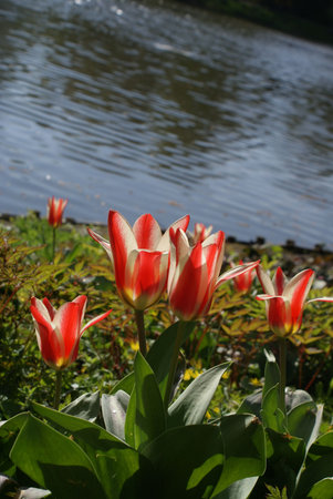 spring flowersの写真素材