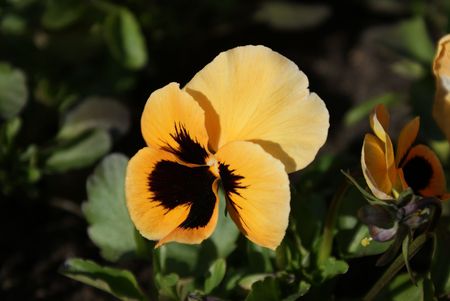 spring flowerの写真素材