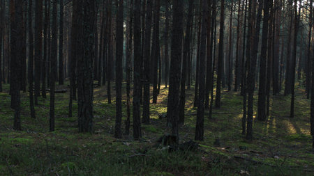 Pictures shot mostly in a forest in my town, Poland.