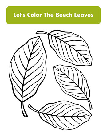 Beech Leaves Coloring Book Page In Letter Page Size. Children Coloring Worksheet. Premium Vector Element.のイラスト素材