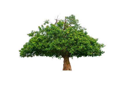One tree in white backgroundの写真素材