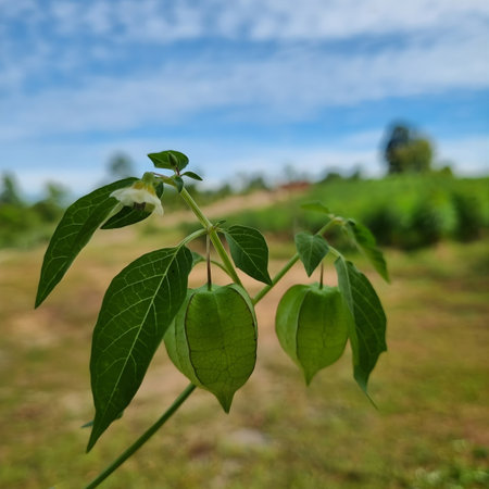 Groundcherry highlighting its delicate lantern-like husk and natural golden tones. Captured in soft...