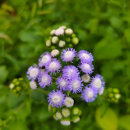 Soft lavender blooms of Ageratum conyzoides captured in natural light, showcasing their fluffy texture and delicate charm. This gentle image evokes a peaceful and dreamy mood.の写真素材